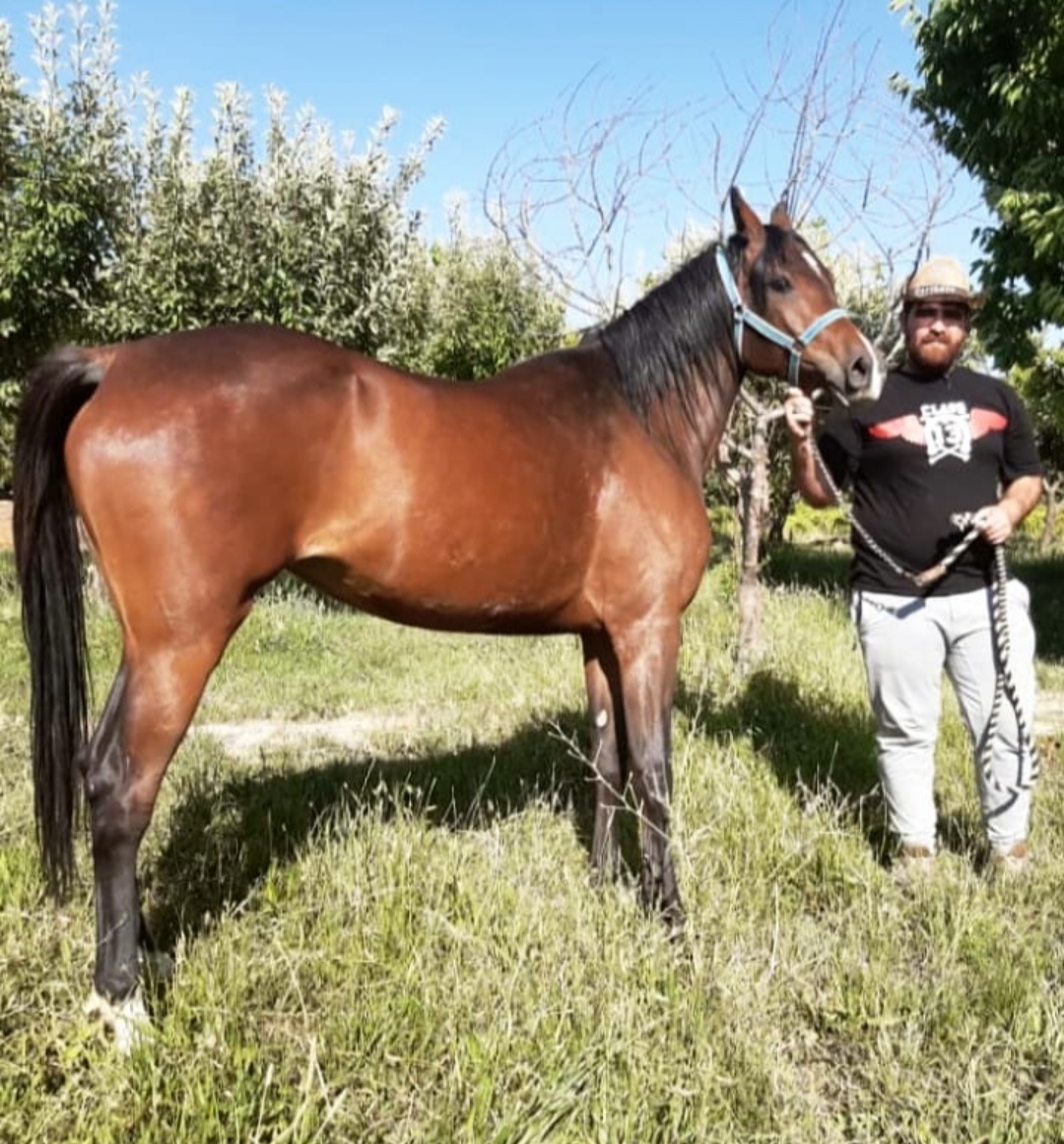 میلاد بیرانوند یارم ها میا